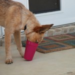 Dog Drinking 