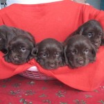 Sussex Spaniel Puppies