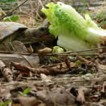 turtle eating 