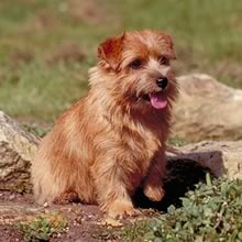 Norfolk Terrier Puppy