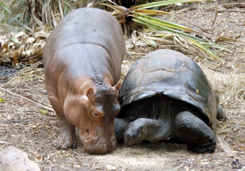 Turtle And Hippo