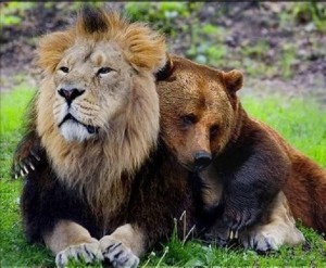 Lion And Bear