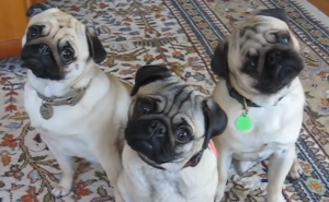 These pugs are so cute!