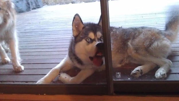 let me in