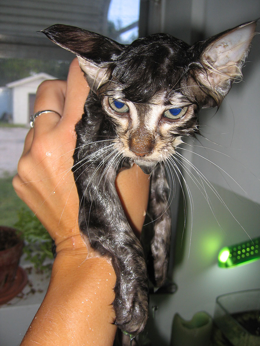 wet cat 3