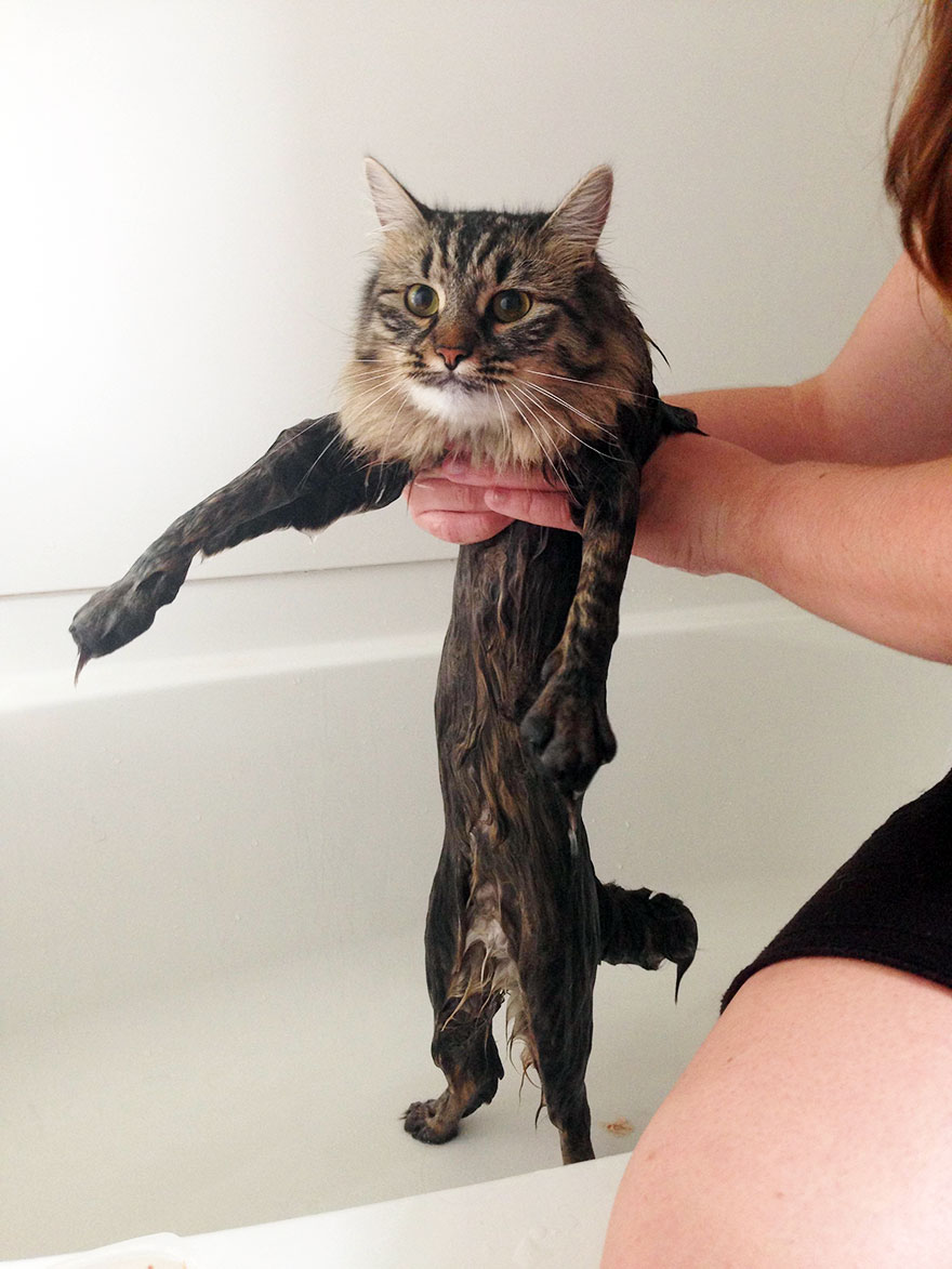 wet cat 5