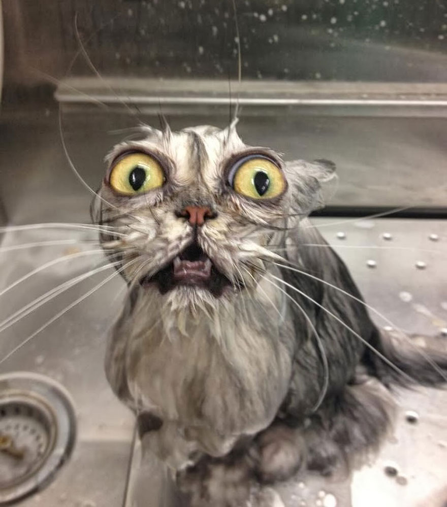 wet cat 8