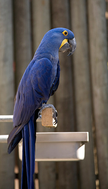 Lear's Macaw