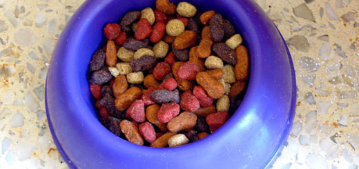 dry vs canned dog food
