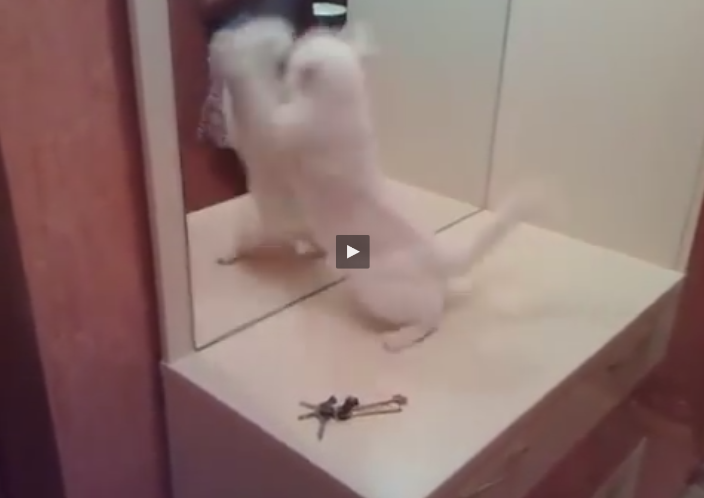 cat attacks mirror