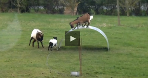 goats playing