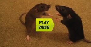mice video