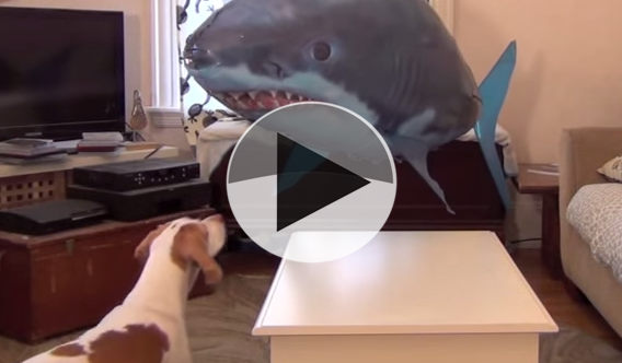 dog vs shark