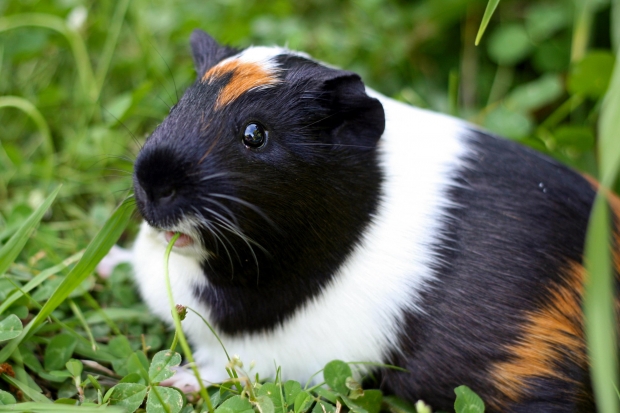 Can Guinea Pigs Eat Spinach