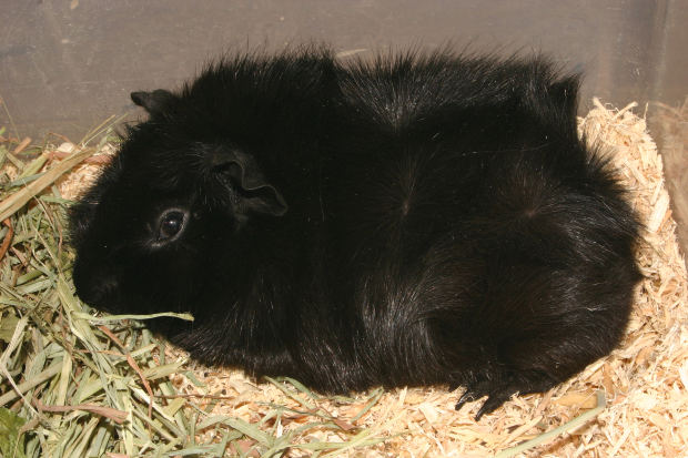 Types of Guinea Pigs