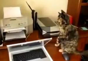cat printer