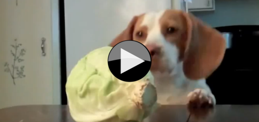 dog and cabbage