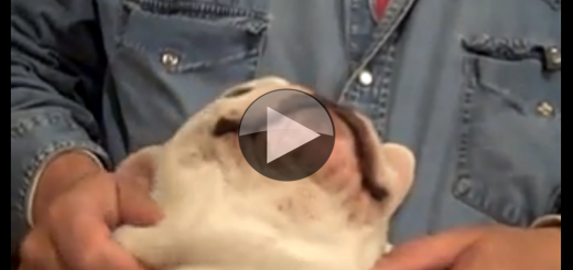 funny dog snore