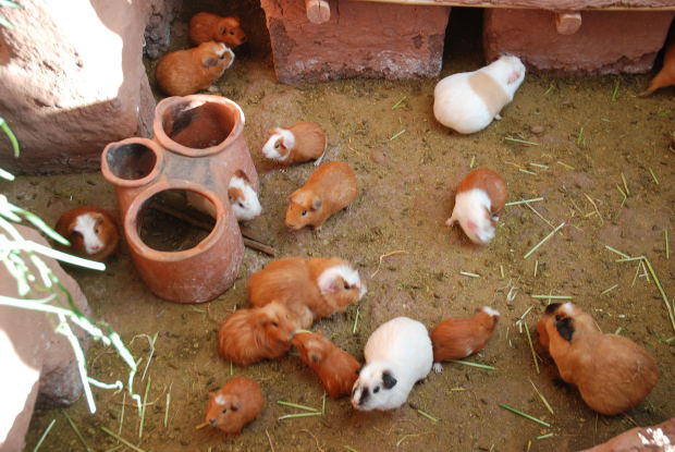 guinea pig hideout