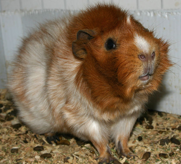guinea pig lice