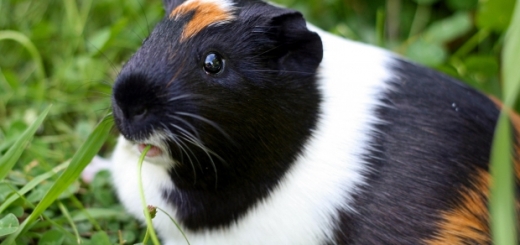 where are guinea pigs from