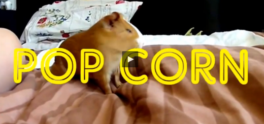 popcorn guinea pig