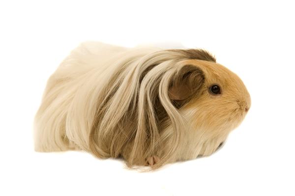 The Silkie Guinea Pig 2