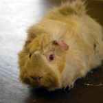guinea pig or hamster