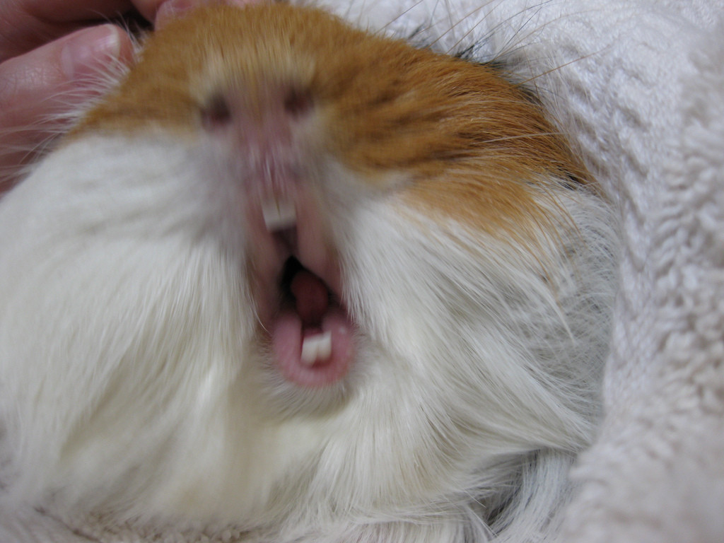 Guinea Pig Teeth Chattering – Why Is It happening? - Pet Orb