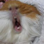 guinea pig teeth chattering