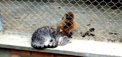 monkey and cat