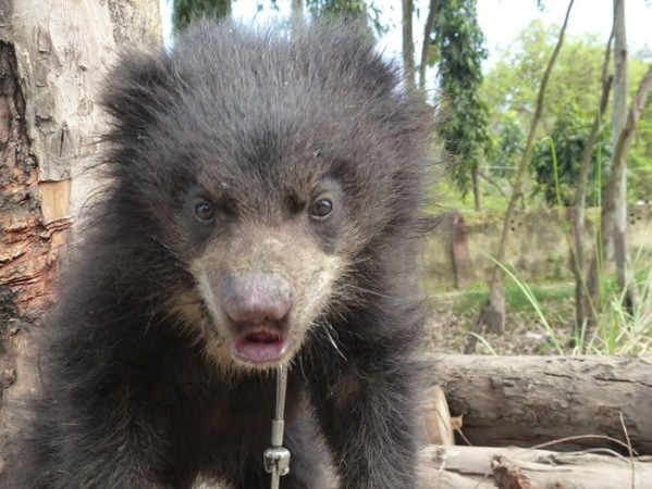 bear cub 1
