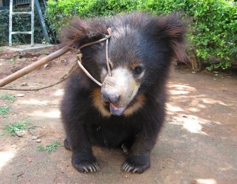 bear cub 2