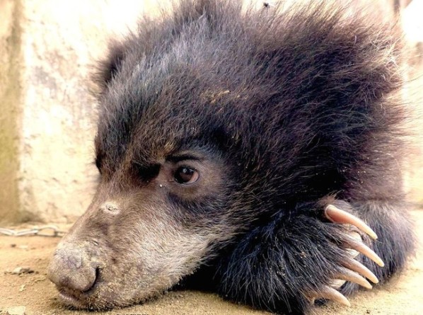 bear cub 3