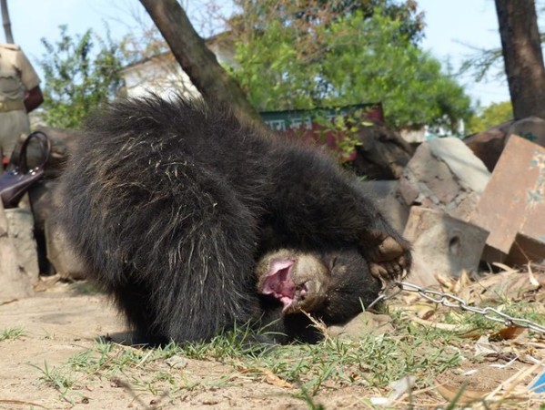 bear cub 6